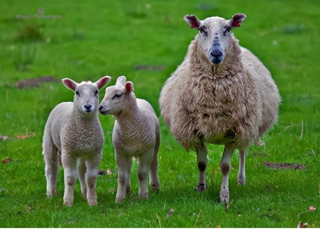 为什么人们不吃食肉动物而只吃食草动物