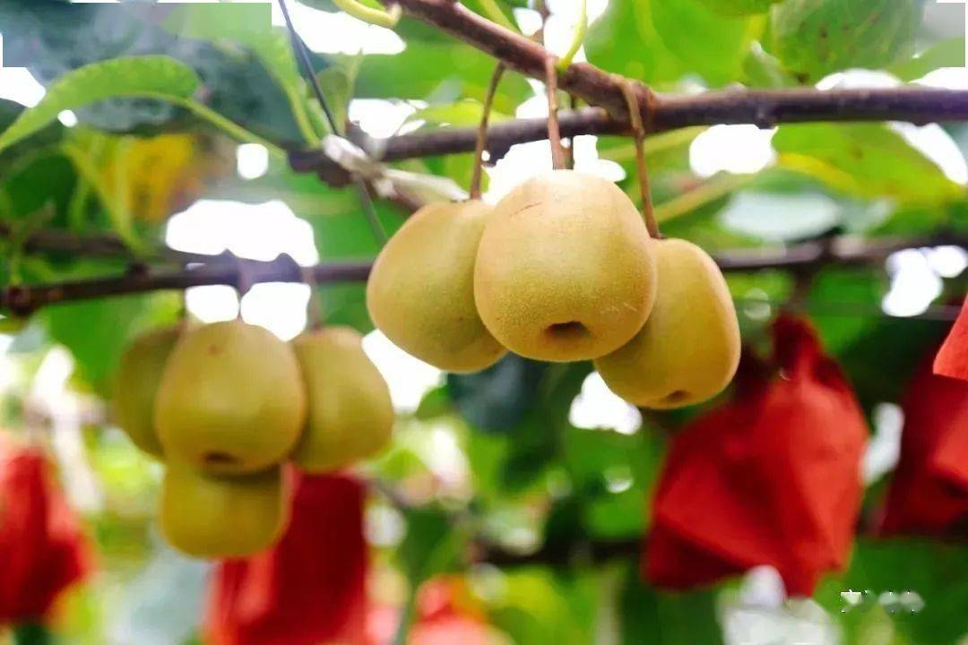 值得收藏安居全年水果采摘路线出炉