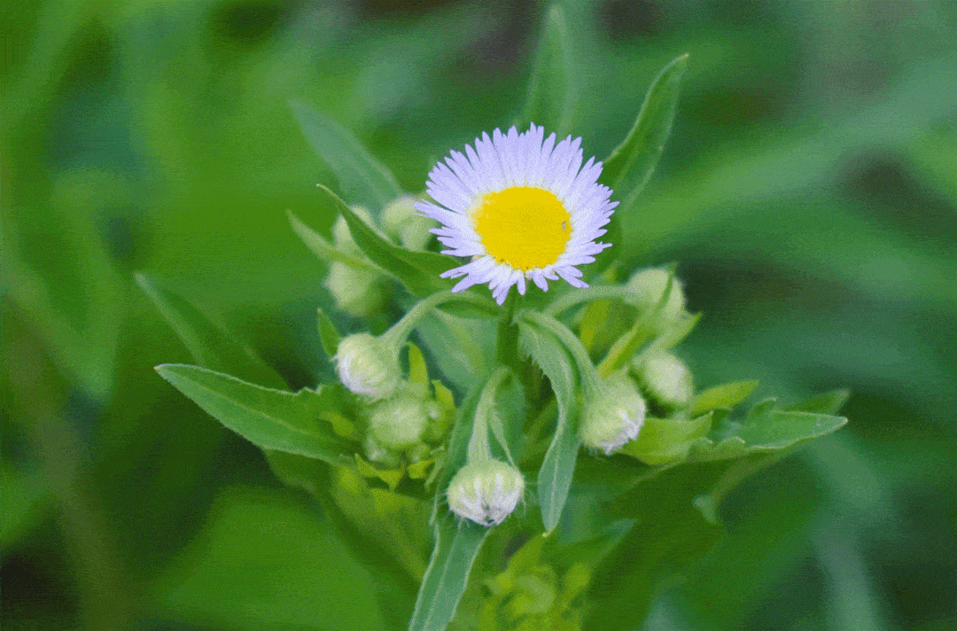 1080_712gif 动态图 动图