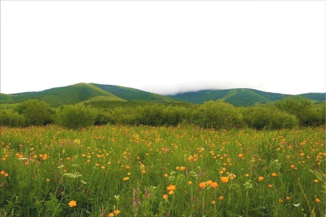 自驾目的地 千松坝十八花海 草原深处绽放的花海 景区 自驾目的地 千松坝十八花海 草原深处绽放的花海 景区