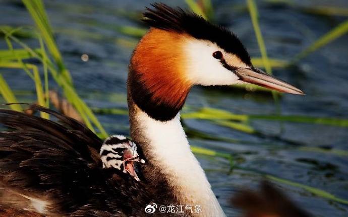 哈尔滨外滩湿地公园凤头鸊鷉雏鸟钻出蛋壳_林松