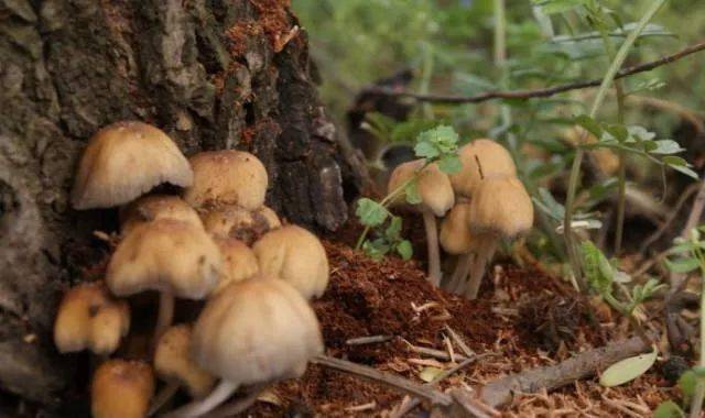 蘑菇要几天才可以种出来 4f5695883ac3480da9ce395235903f7a.jpeg