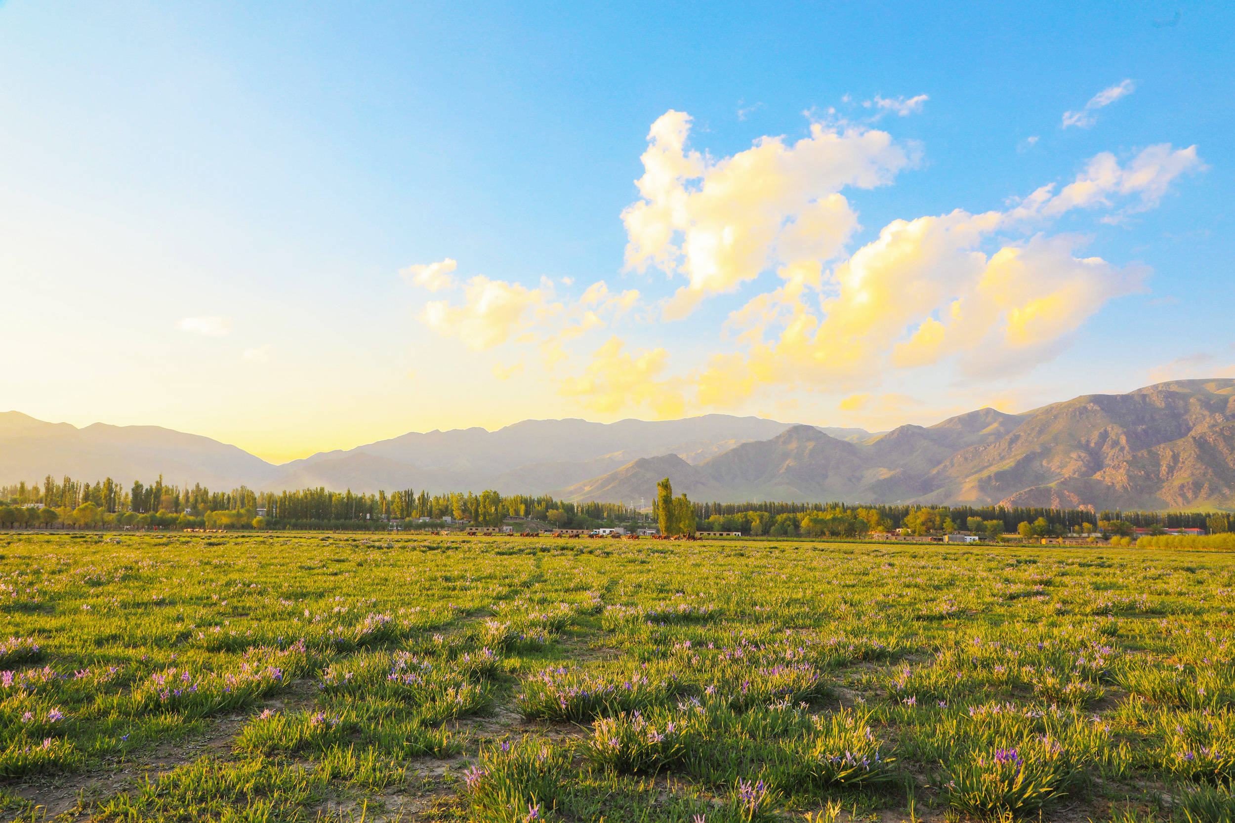 马兰花开 草原点点蓝