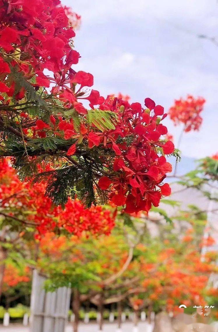 绿汁江上夕阳红_凤凰花