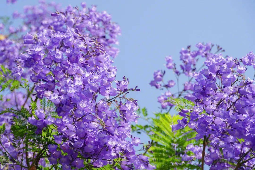 五月限定的浪漫!成都藍花楹賞花地大盤點