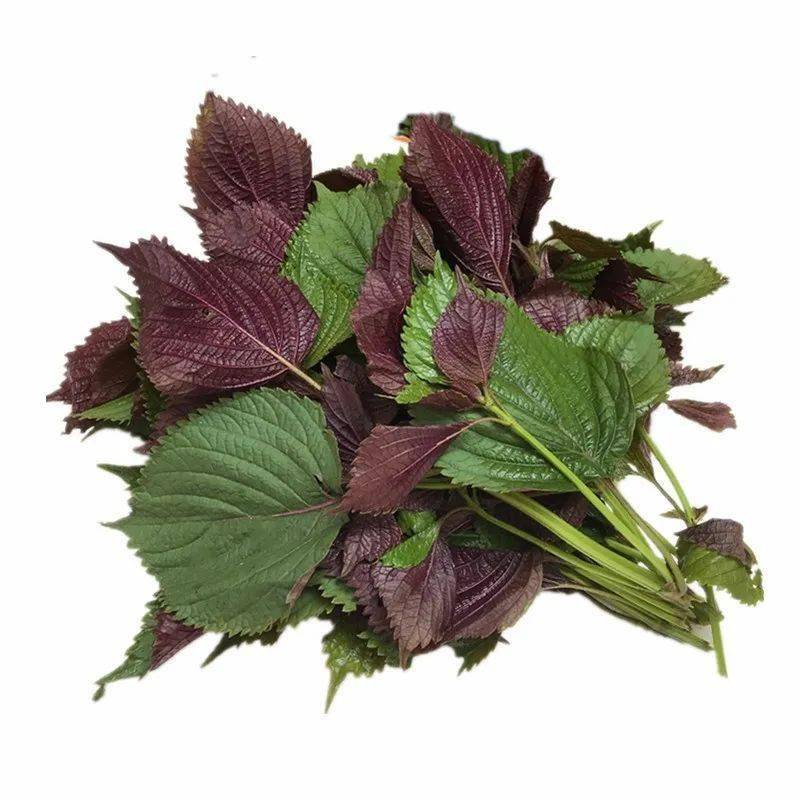 紫苏是一味常见的药食两用的中草药,具有行气和胃的功效,夏季天气炎热