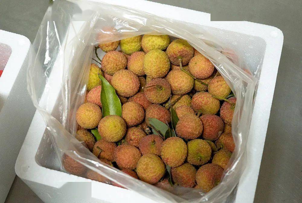 好吃的荔枝藏在这!我们穿越300公里,终于找到了～_高州