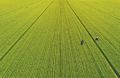 抓田管 保丰产_小麦