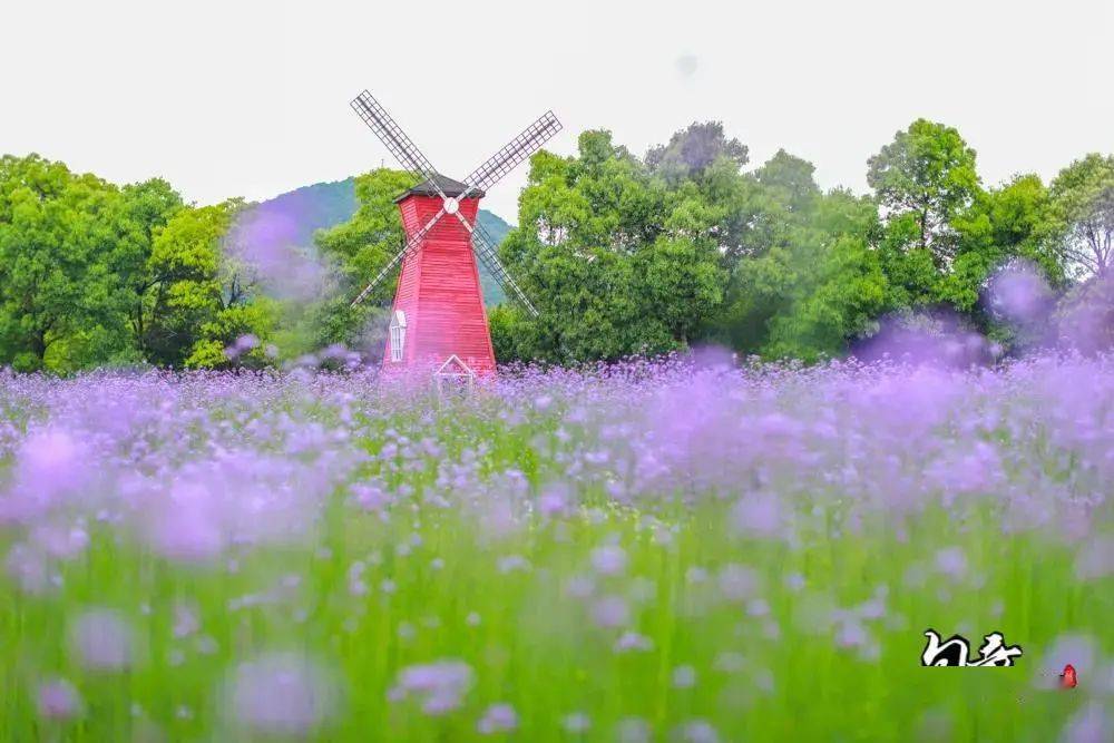 不可错过的紫色仙境就在这了快收藏