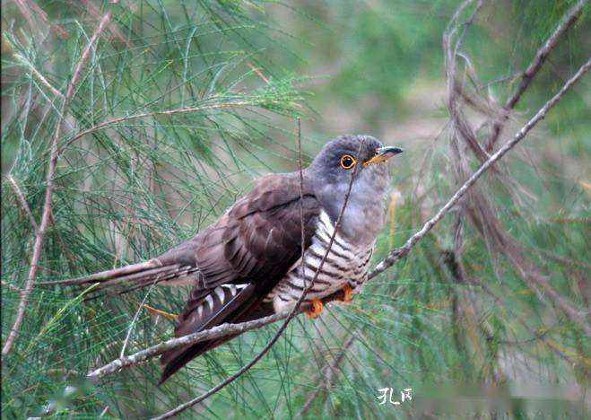 麦梢黄,子规啼_麦子
