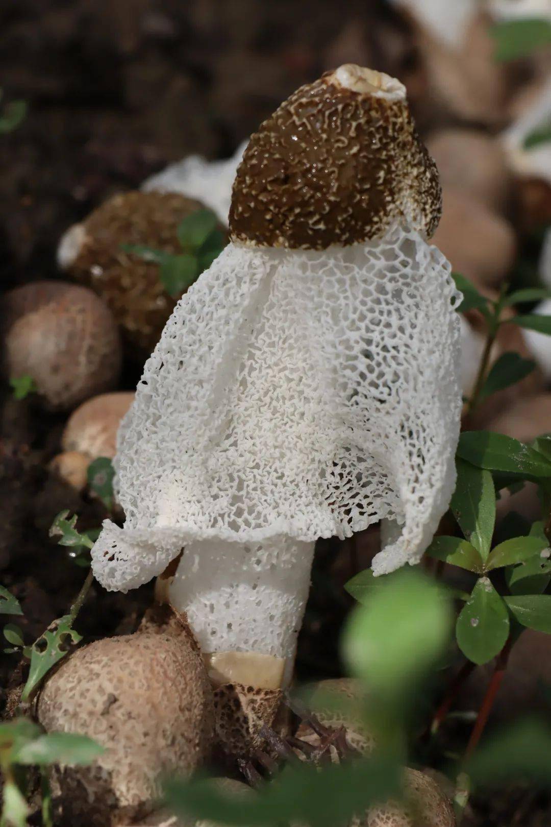 撑起"致富伞",版村竹荪采摘正当时