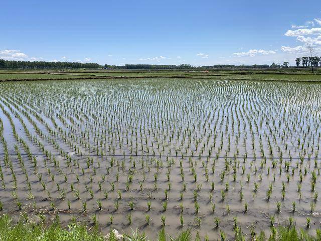 吉林市完成水田插秧面积8万公顷