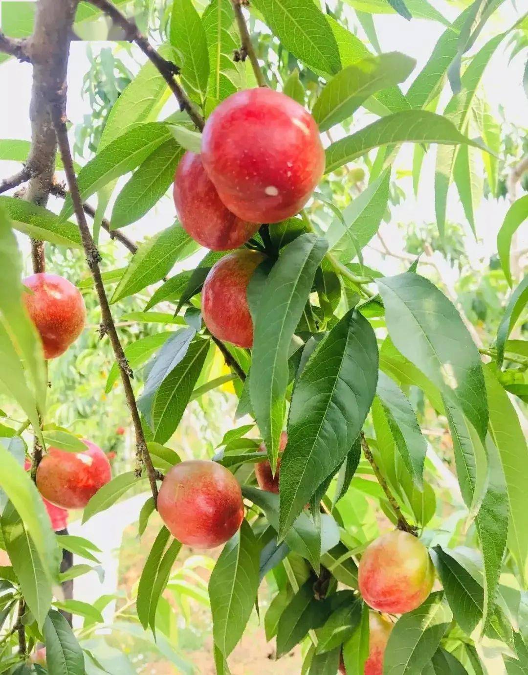 蜜桃正熟时青白江的夏天真甜