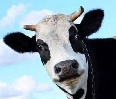 安心当肉牛了公奶牛终于可以好好休息奶牛场逐渐开始使用人工授精还好