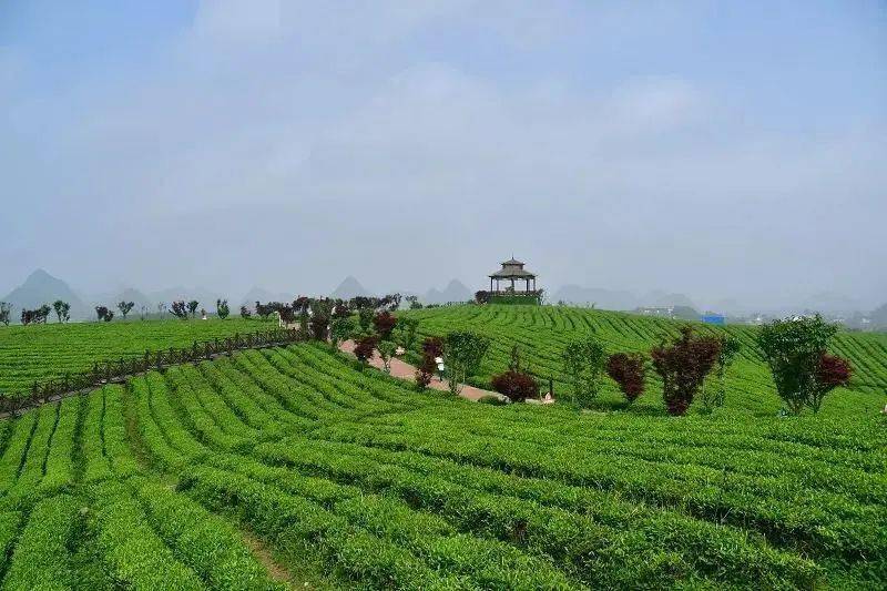 寻找夏日清爽,这些采茶品茗的惬意之地不要错过!_茶园