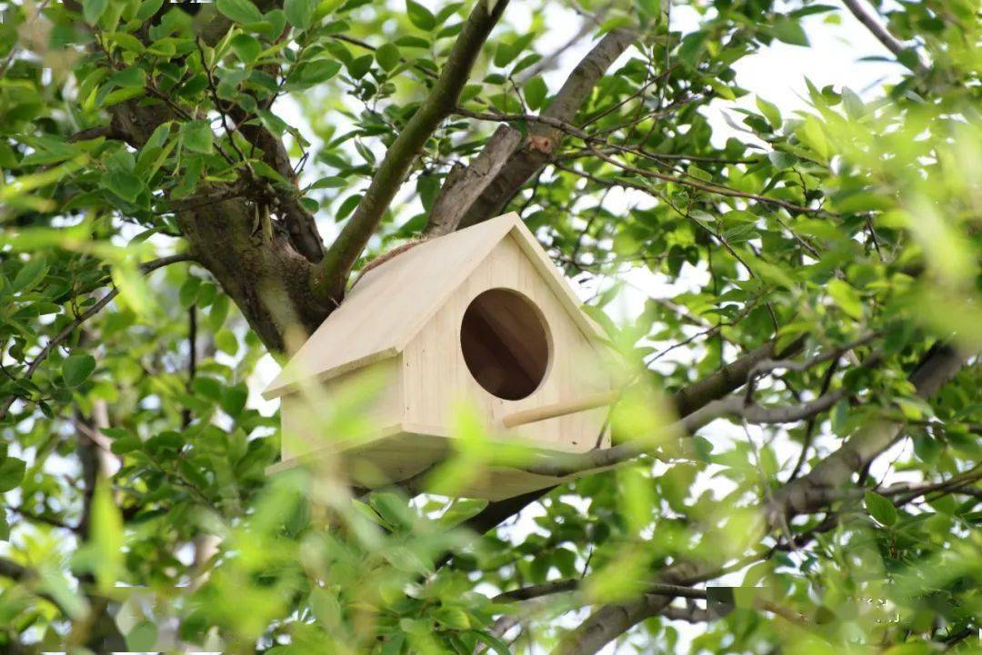 好精致巢湖在这两处湿地公园给落户的鸟儿们建了200栋别墅