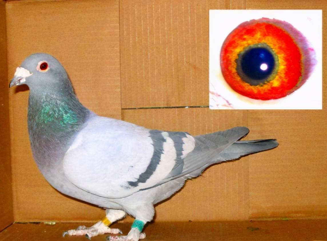 290476832615476181873cd130061f69.jpeg
