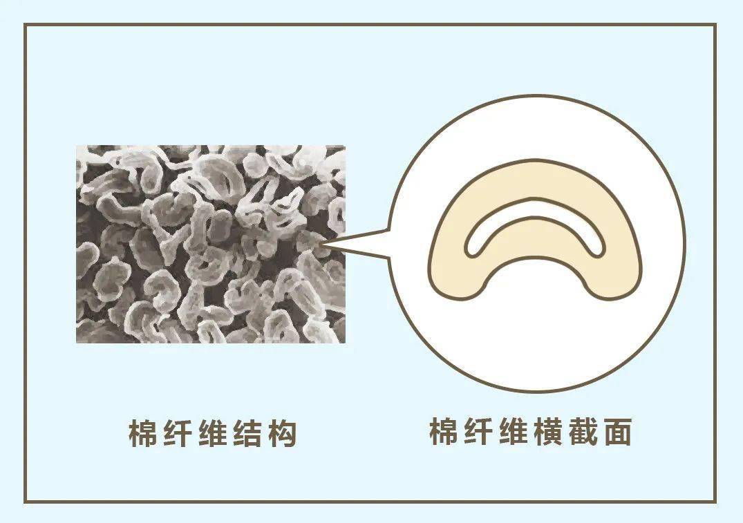 棉纖維有個中空的結構,像吸管一樣,水分吸進去就很難再蒸發出來.