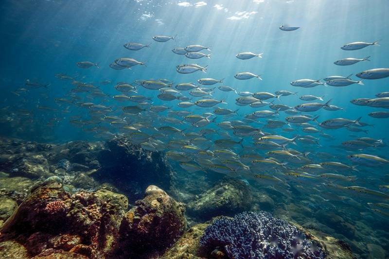 海南國際潛水節水下攝影大賽帶你遊覽海底世界