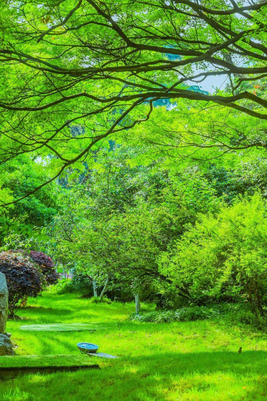 绿树婆娑怎么写句子(绿荫婆娑的意思和造句)