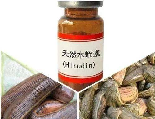 水蛭素的功效 来自搜狐网