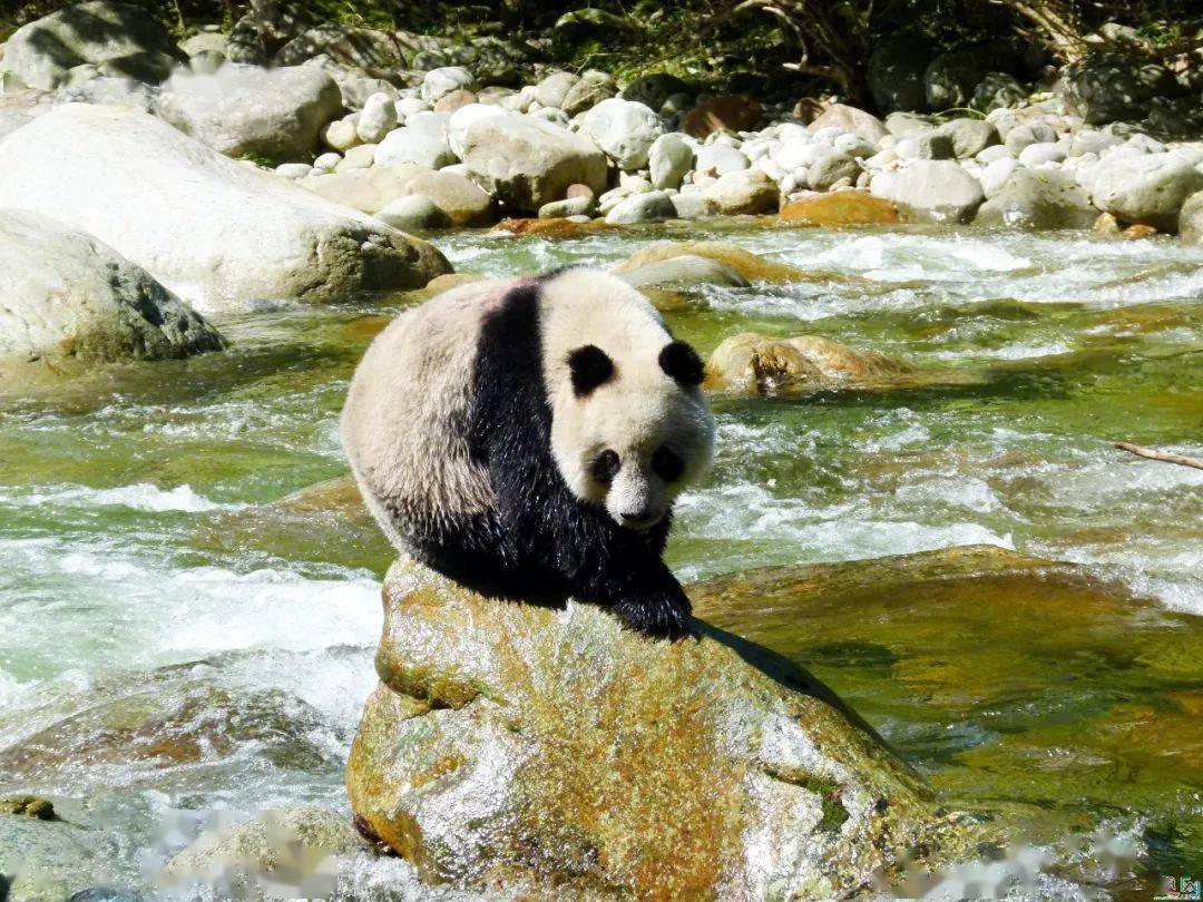 世界遗产在中国四川大熊猫栖息地