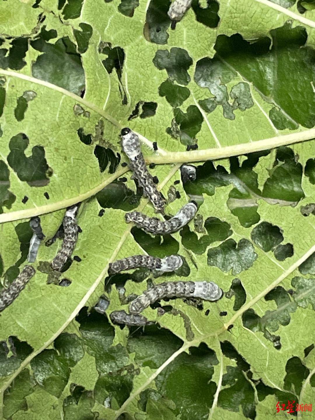 我家蚕宝宝快饿死了!