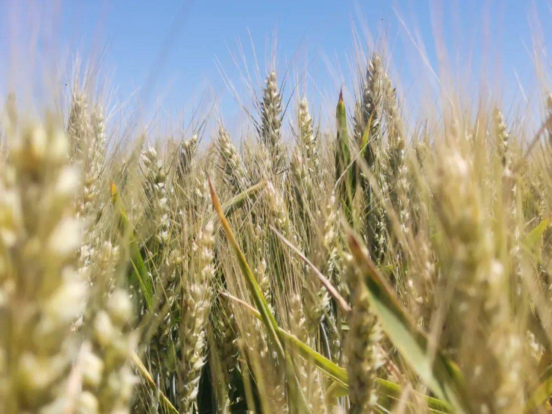 预计今年我省冬小麦收获期接近常年略偏早