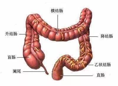 肠镜结构图解图片