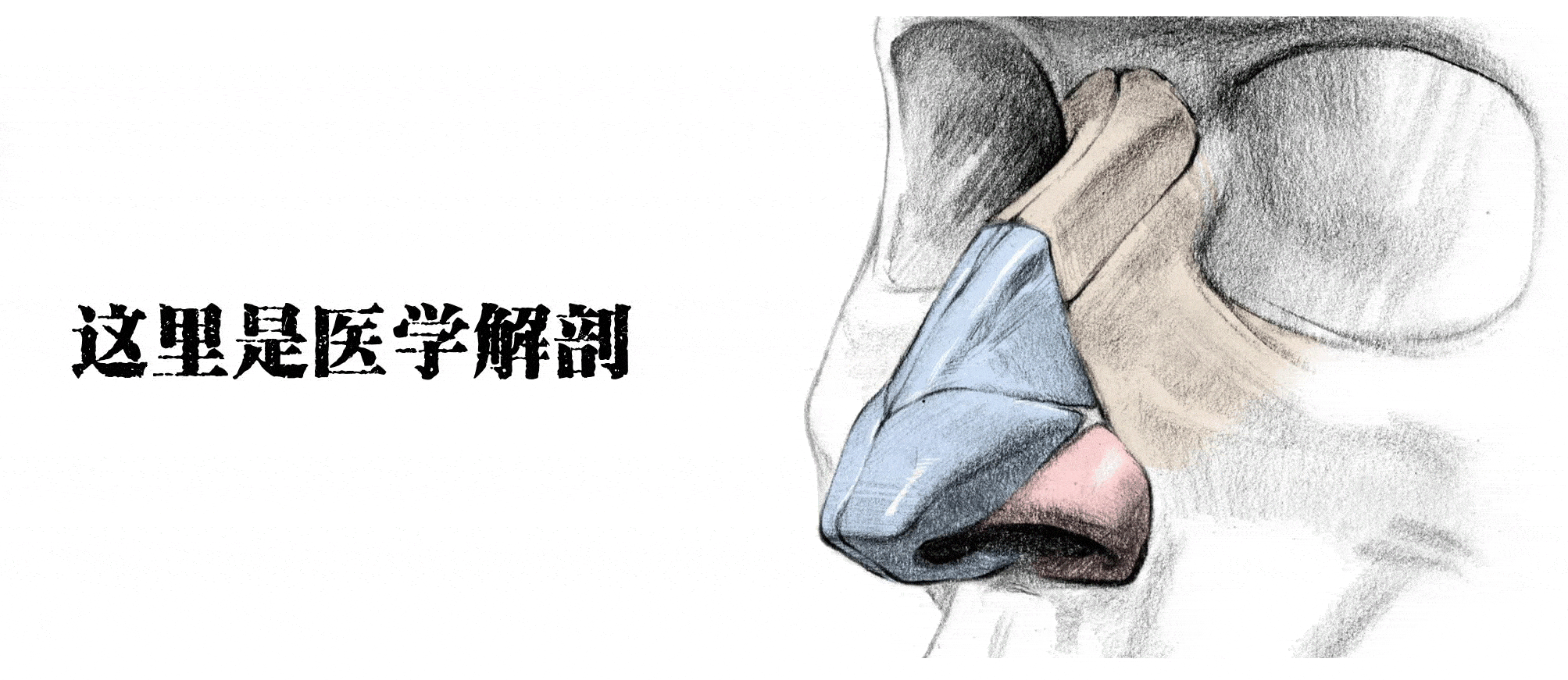 吴孟超 ：肝脏解剖 “ 五叶四段 ” 分法_系统