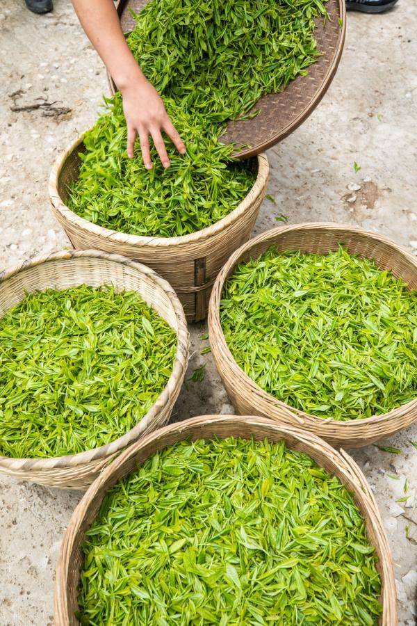 贵州毕节:乌蒙茶香_高山茶