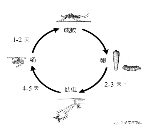为全变态发育昆虫,分卵,幼虫,蛹和成虫四个阶段