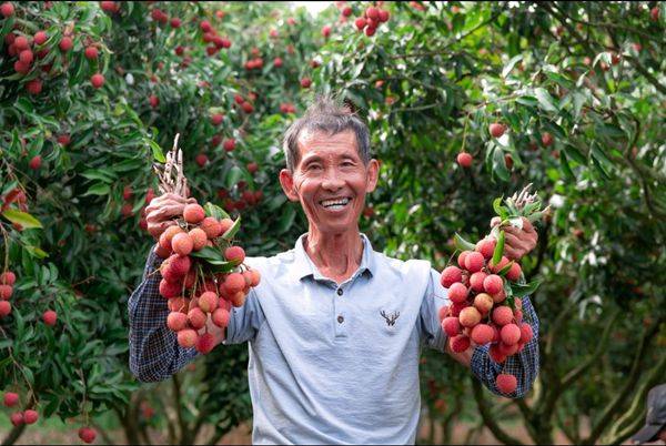 今年荔枝大丰收直采基地珍稀品种荔枝冷链运全国
