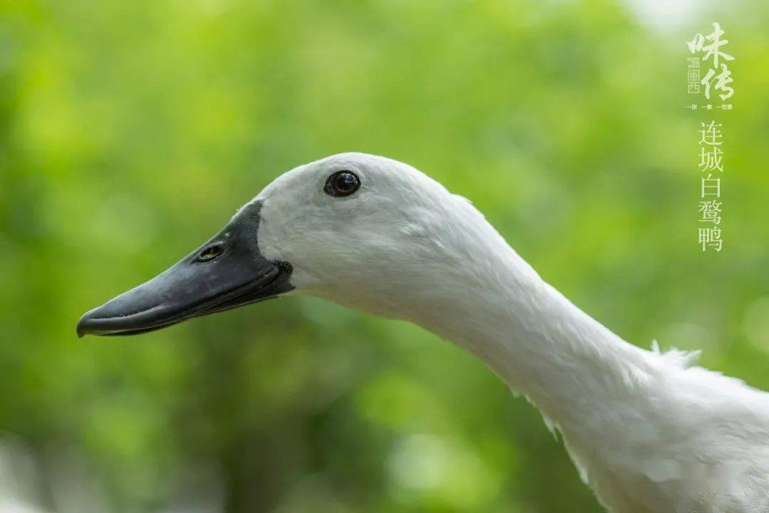 鸭中国粹,中国名鸭之首它是价值连城的——连城白鹜鸭快来快来数沂