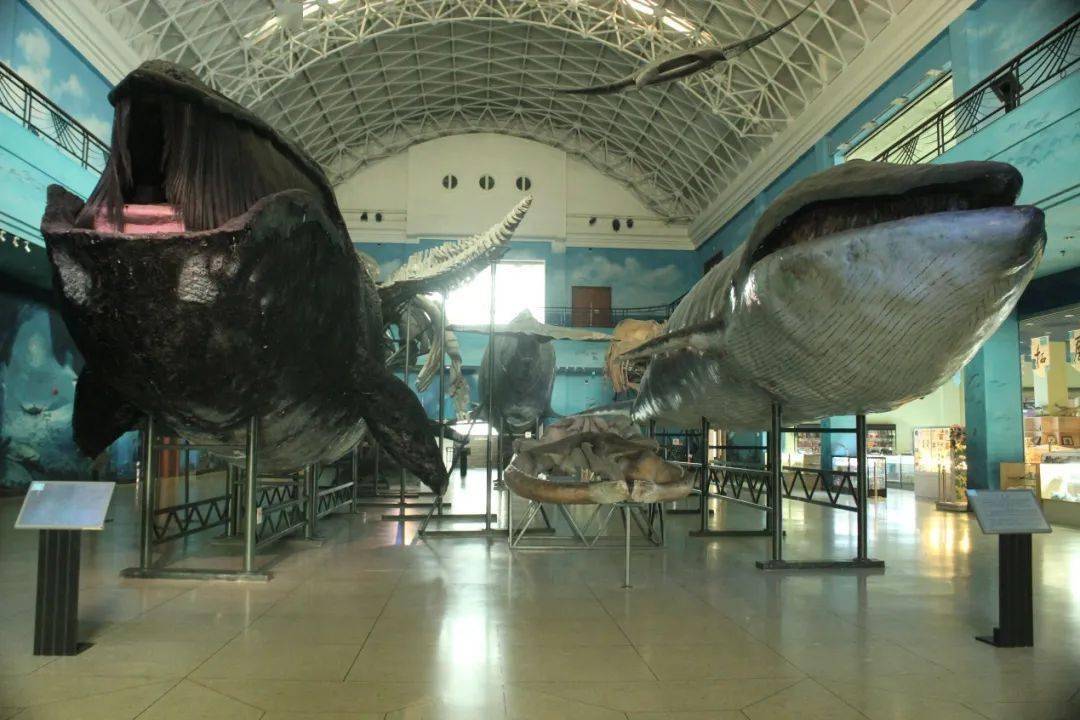 欢度六一儿童节系列之海洋生物探秘活动报名啦