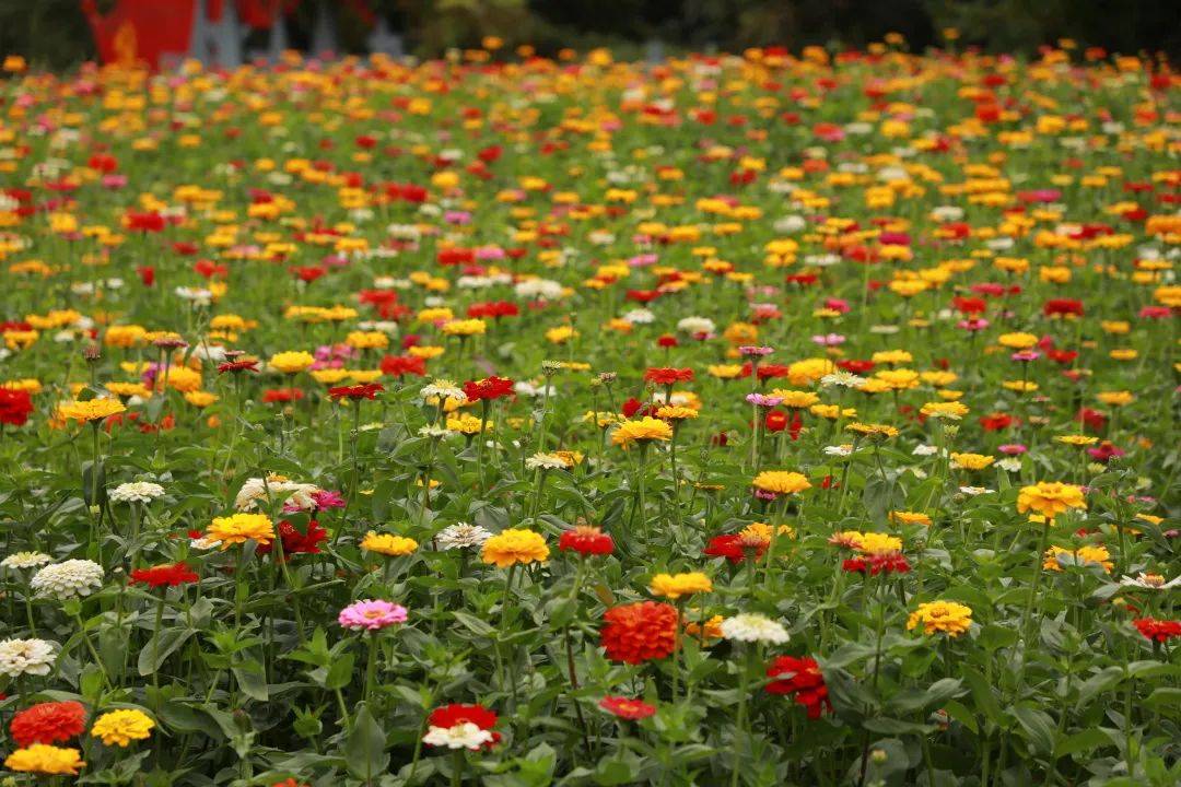 浦口这片百日菊花海惊艳绽放周末约起