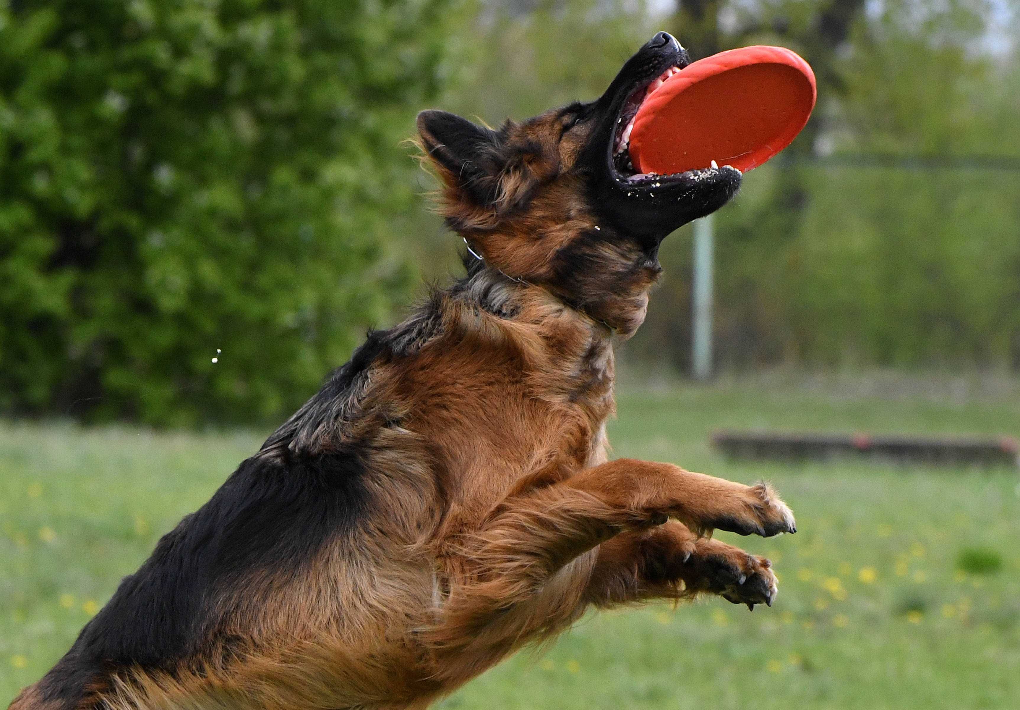 俄罗斯的传统训狗大赛