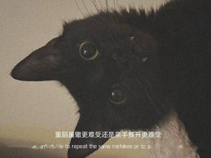 如何喜欢上别人 36b0150049b541bfac0b13009e102d9f.jpeg