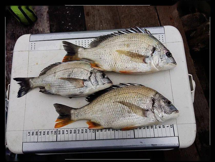 我有九头鲷,八哥四头鲷,虽然鲈鱼一个都没中,但觉得我们的收获够可以