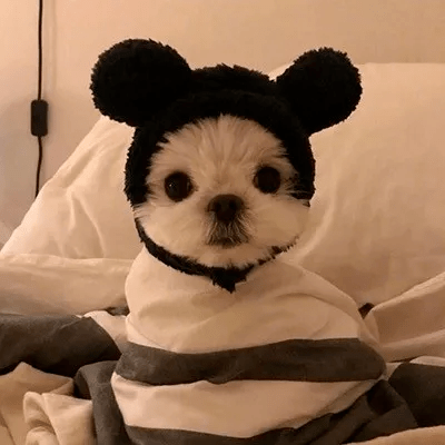 欧美头像宠物头像唯美头像