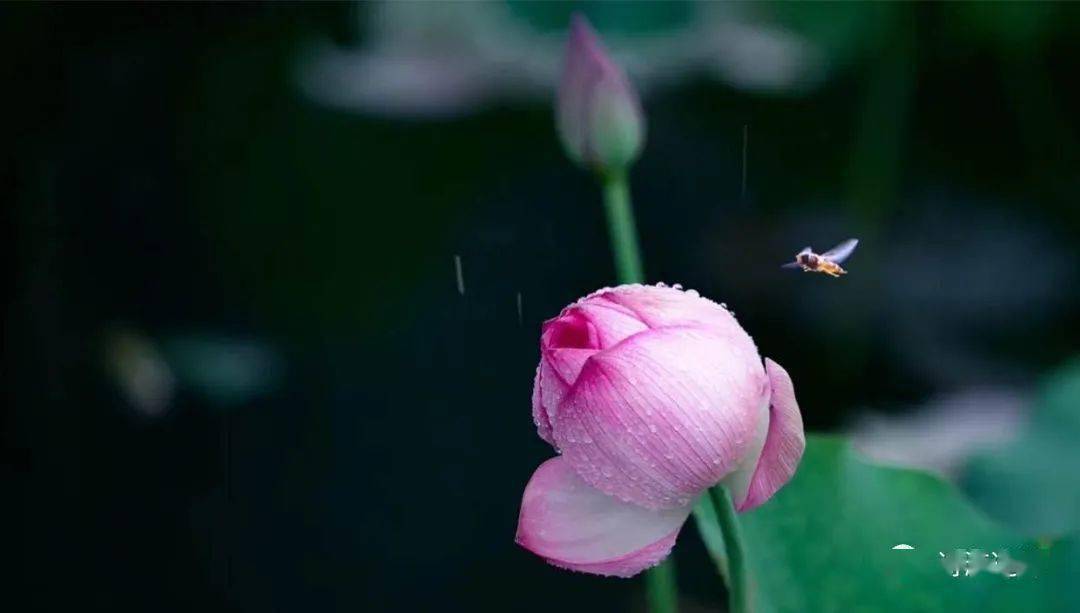 霁风花 百度百科图片