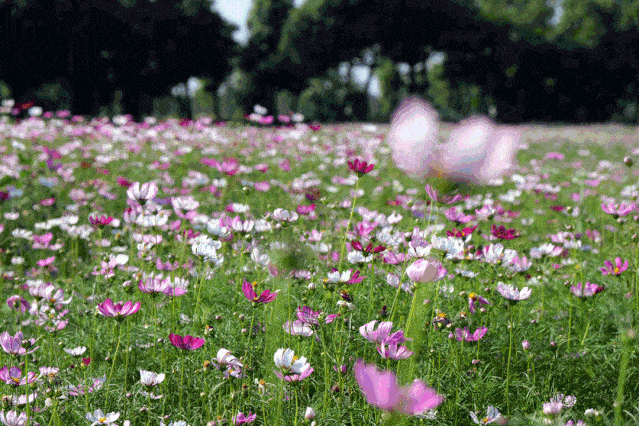 639_426gif 动态图 动图