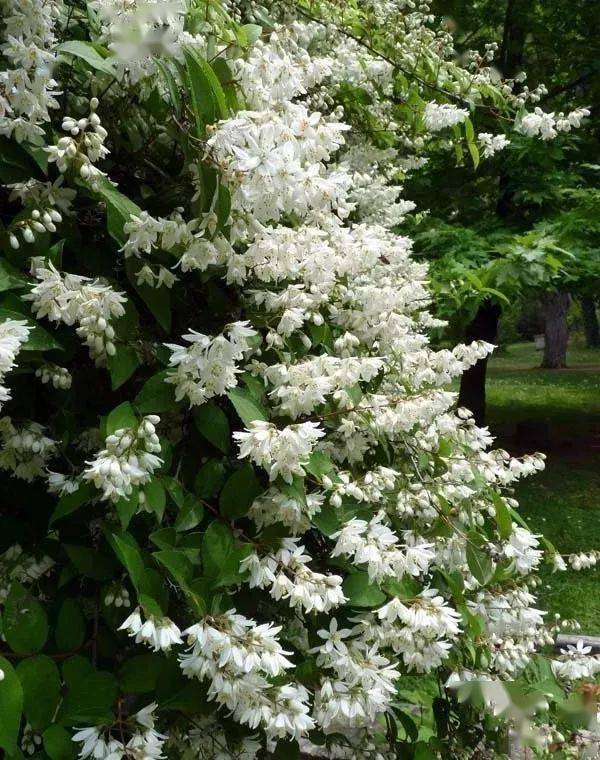 初夏飞来的精灵溲疏夏樱花