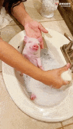 猪洗澡的表情包图片