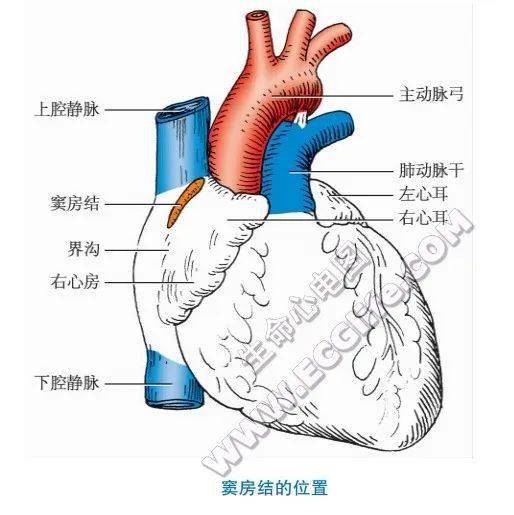 心正常传导路径图图片