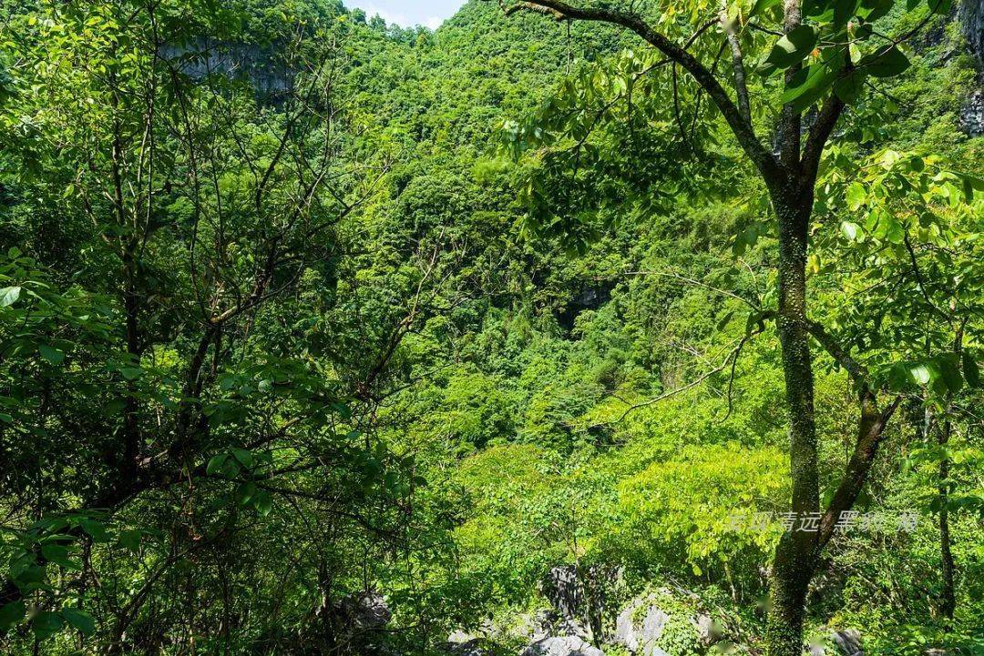 航拍通天箩地下森林图片