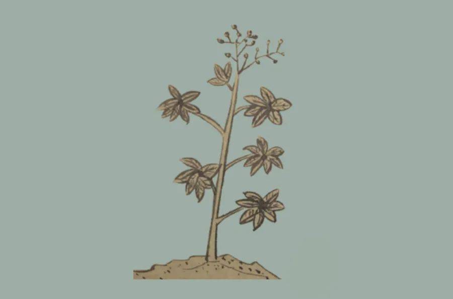 浮山上有名为薰草的草本植物,叶子形似大麻叶,长着方形茎,红花,果实