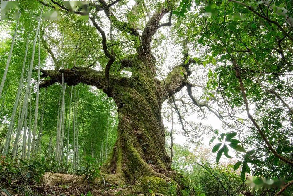 福建省古树名木保护管理办法 今日起开始实施 长汀有古树名木2235株