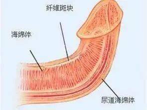 男性课堂丨你知道自己勃起的角度正常吗?