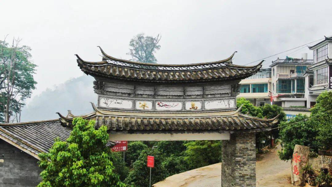 专家深度论百山⑥丨勐库大叶茶之始祖冰岛古树茶